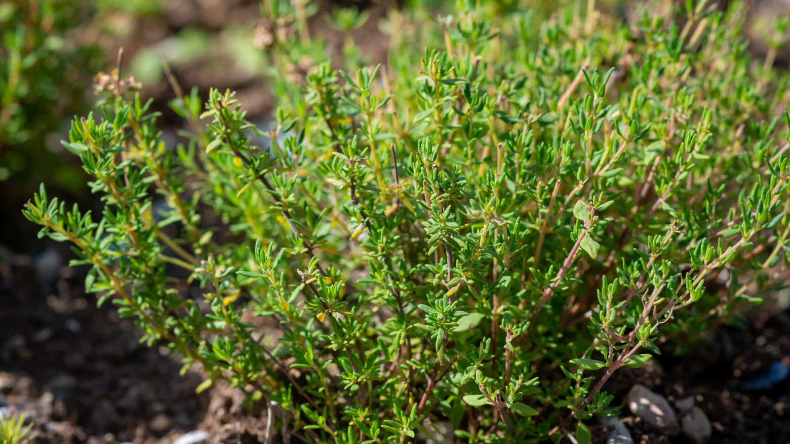 A close-up shot of a Savory plant, showcasing its small shrub-like stature in a well lit area outdoors