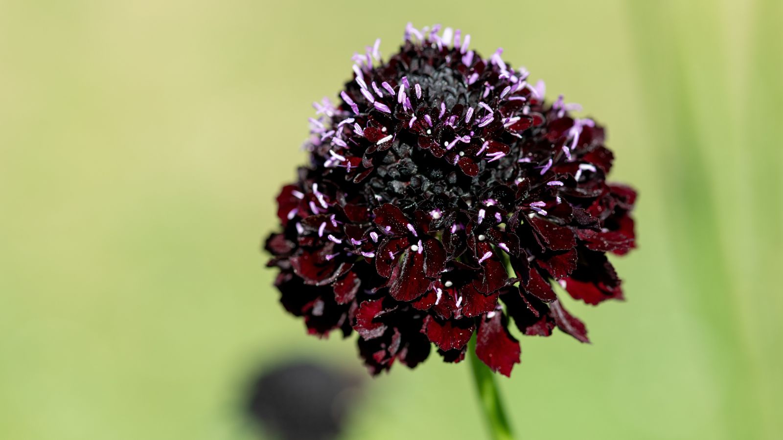 A close-up and selective focus shot of the Scabiosa Black Knight flower, showcasing its dramatic dark burgundy blooms in a well lit area outdoors