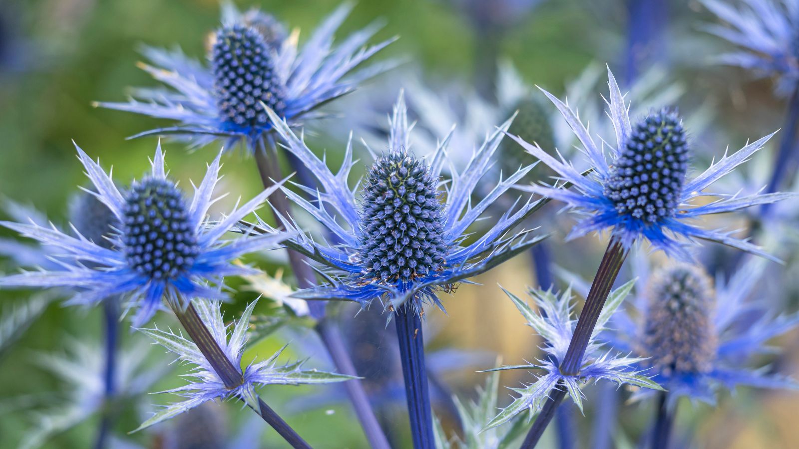 A close-up and focused shot of a composition of several Sea Holly Steel Blue flowers, showcasing its beautiful spiked and blue colored petals, all situated in a well lit area outdoors