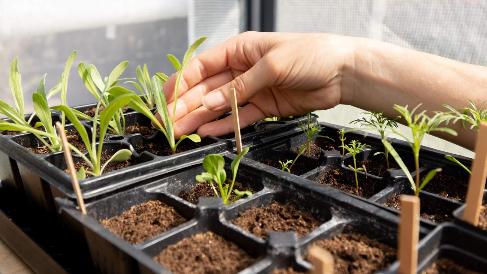 A set of cell trays displays newly sprouted plants near a sunny window. 