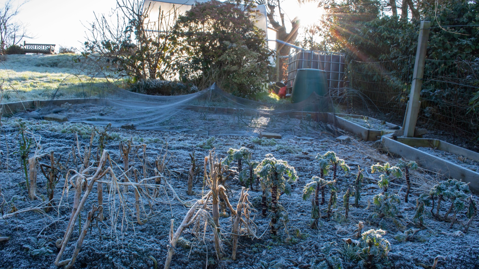 A frosty garden shows wilted plants on a winter day. 