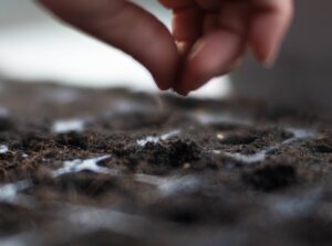 close up of a gardener's hand planting seeds in cell trays.