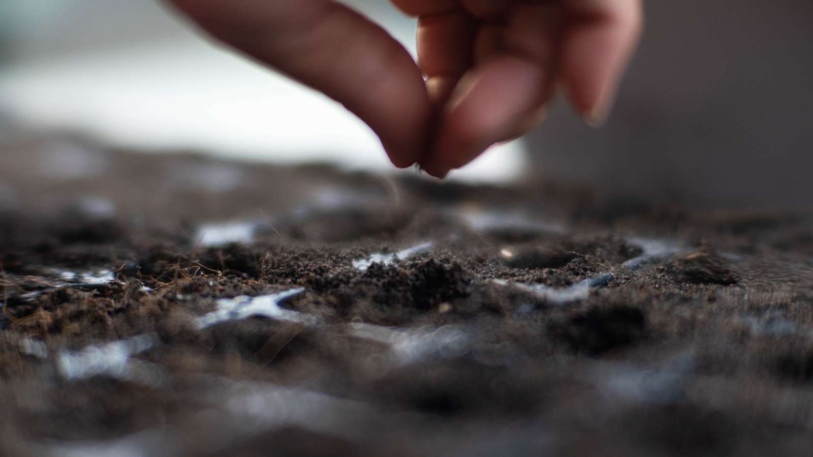 close up of a gardener's hand planting seeds in cell trays.