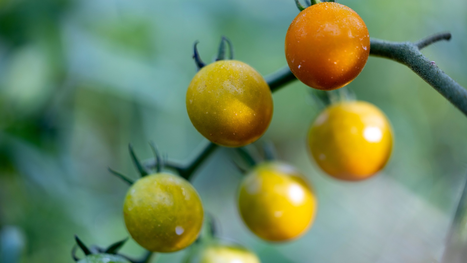 Yellowish orange Sun gold tomatoes close up with a blurred background. 