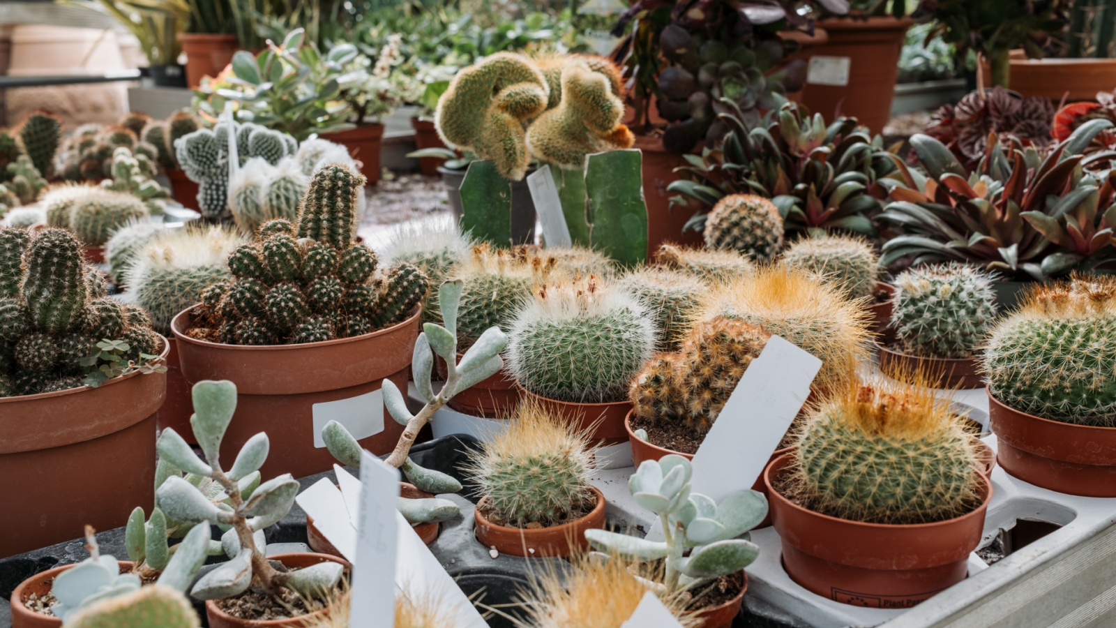 Various small cacti grow in terra cotta pots on a table top.