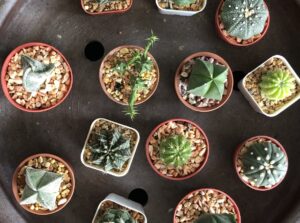 Many baby cacti grow in small pots.