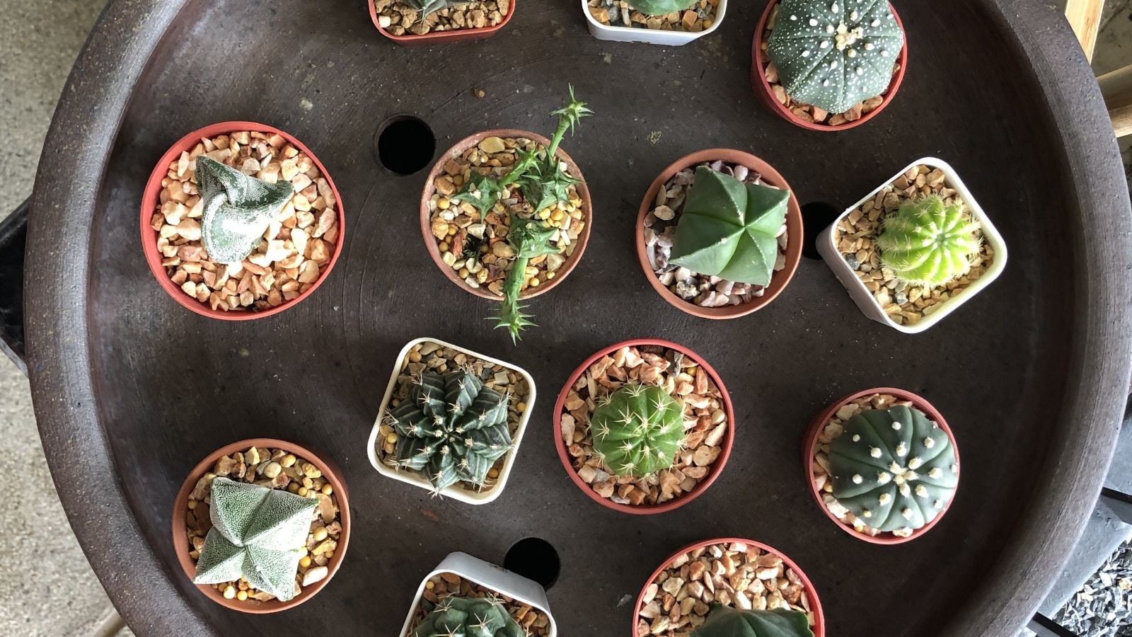 Many baby cacti grow in small pots.