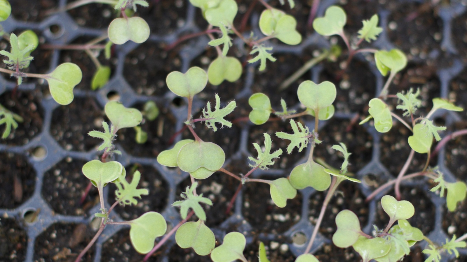 Kale seedlings have sprouted in this close up of small cell trays. 