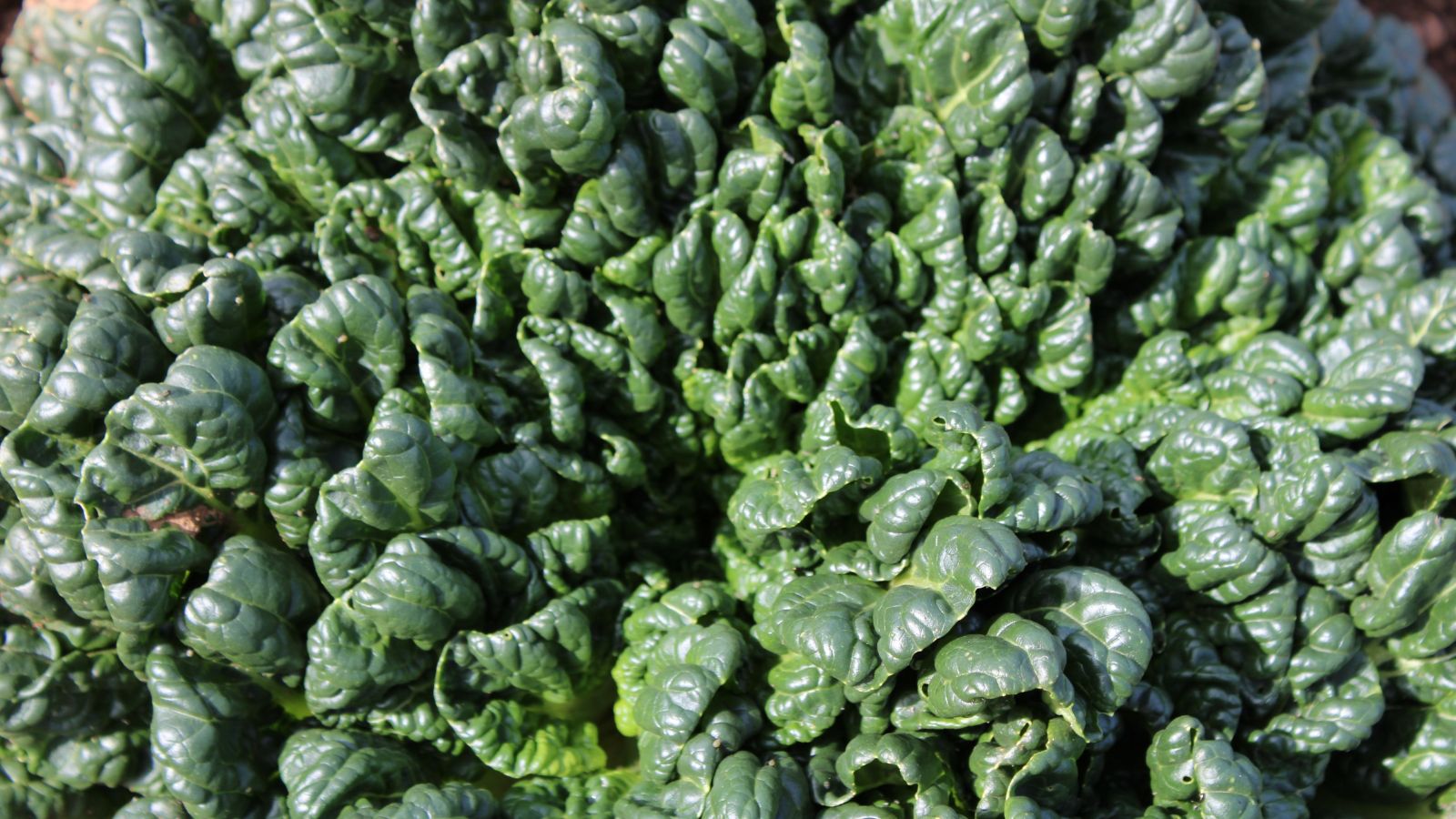 An overhead shot of a Bloomsdale Spinach, showcasing its leafy, crinkled leaves in a well lit area outdoors