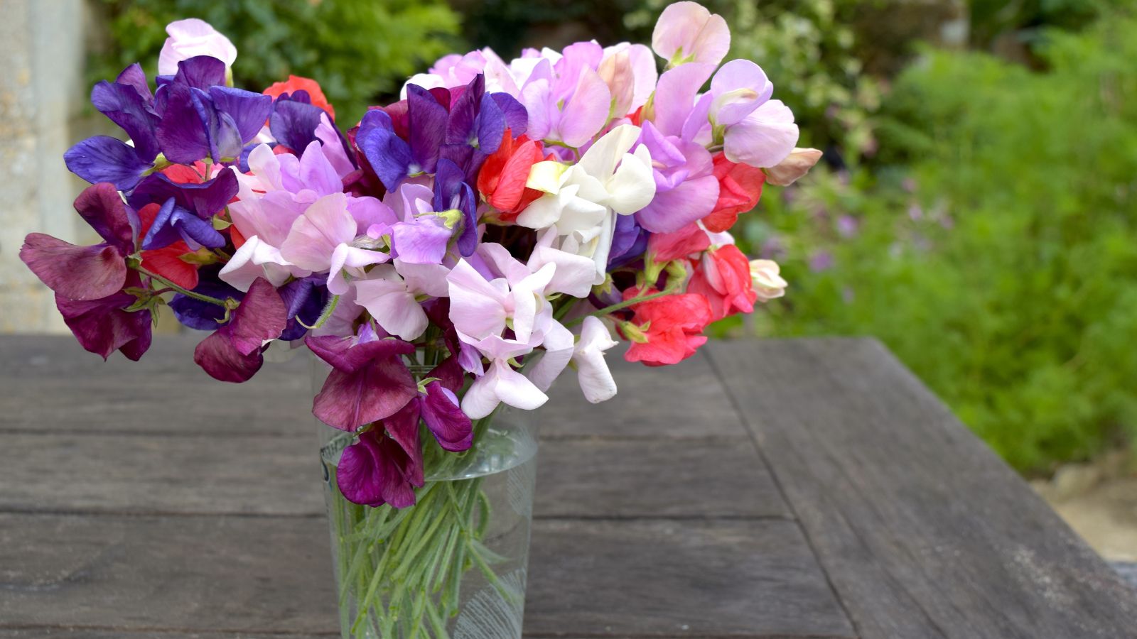 A close-up shot of the Sweet Pea 'Knee-Hi Blend' that is placed in a glass jar with water, with the flowers showcasing its delicate petals with various colors in a well lit area outdoors