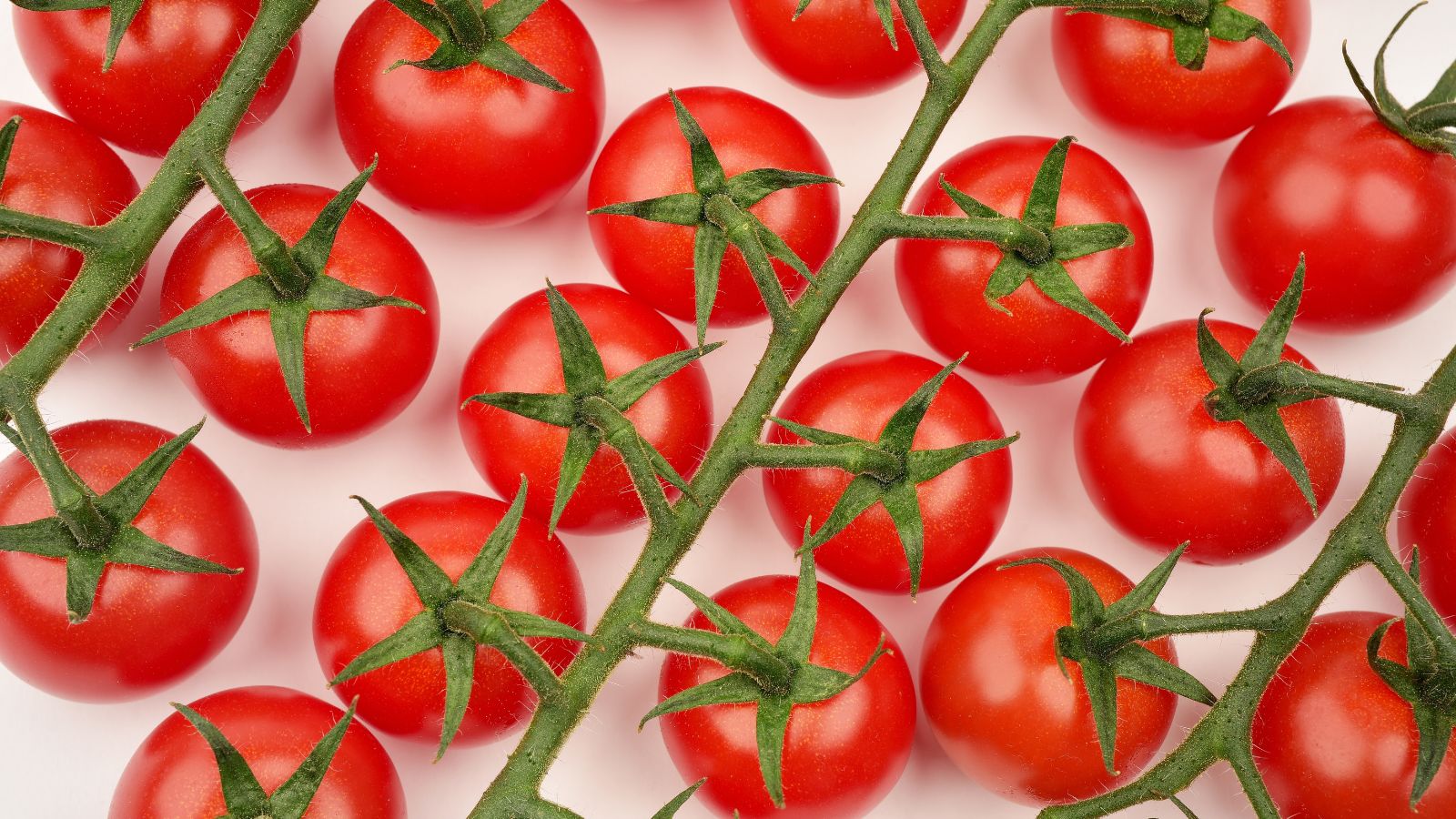 Countless small Sweetie Tomatoes appearing round and small with a vibrant red color, still attached to the stems