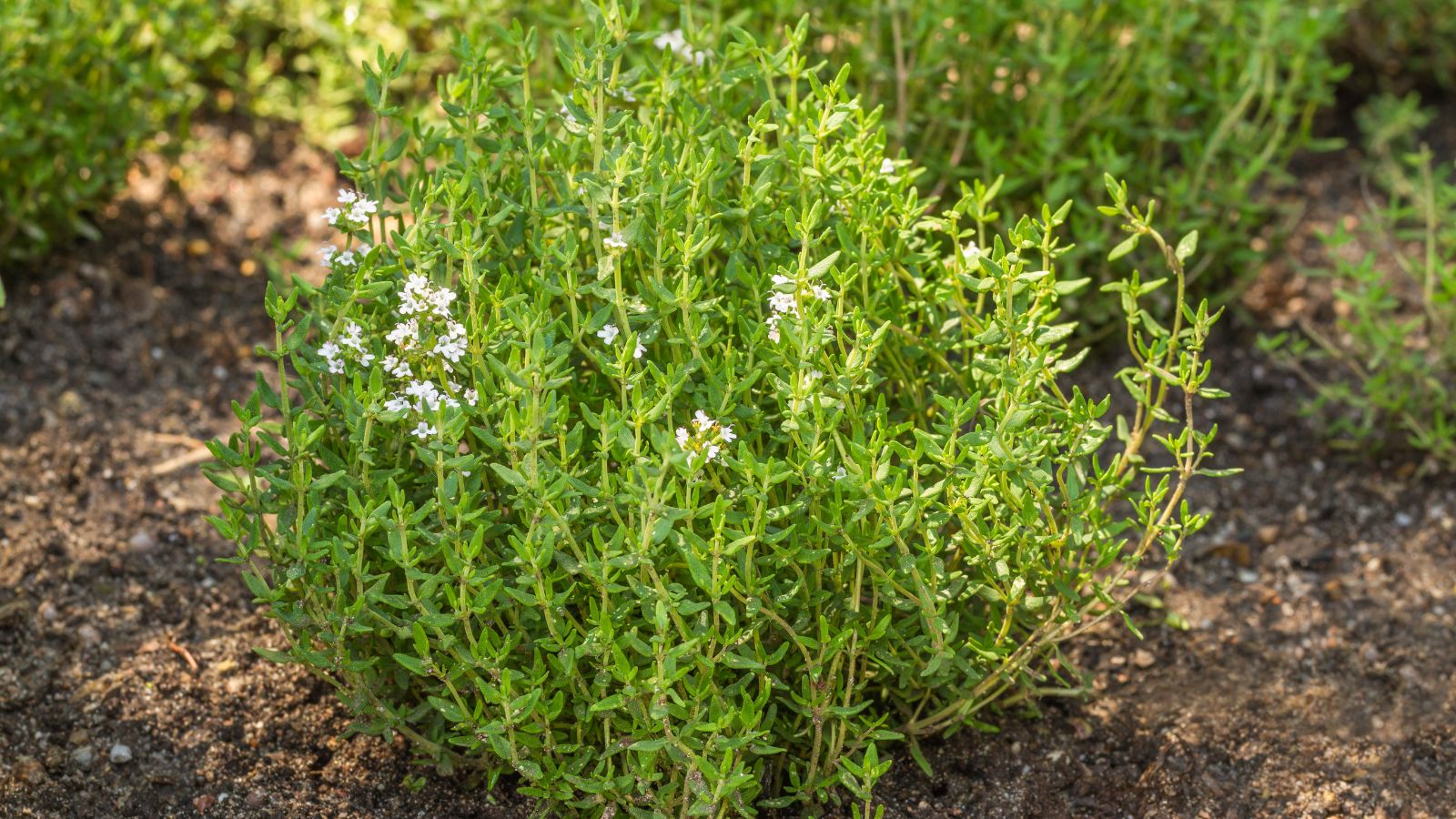 A shot of a small shrub of Thyme, showcasing its aromatic leaves and white flowers in a well lit area outdoors