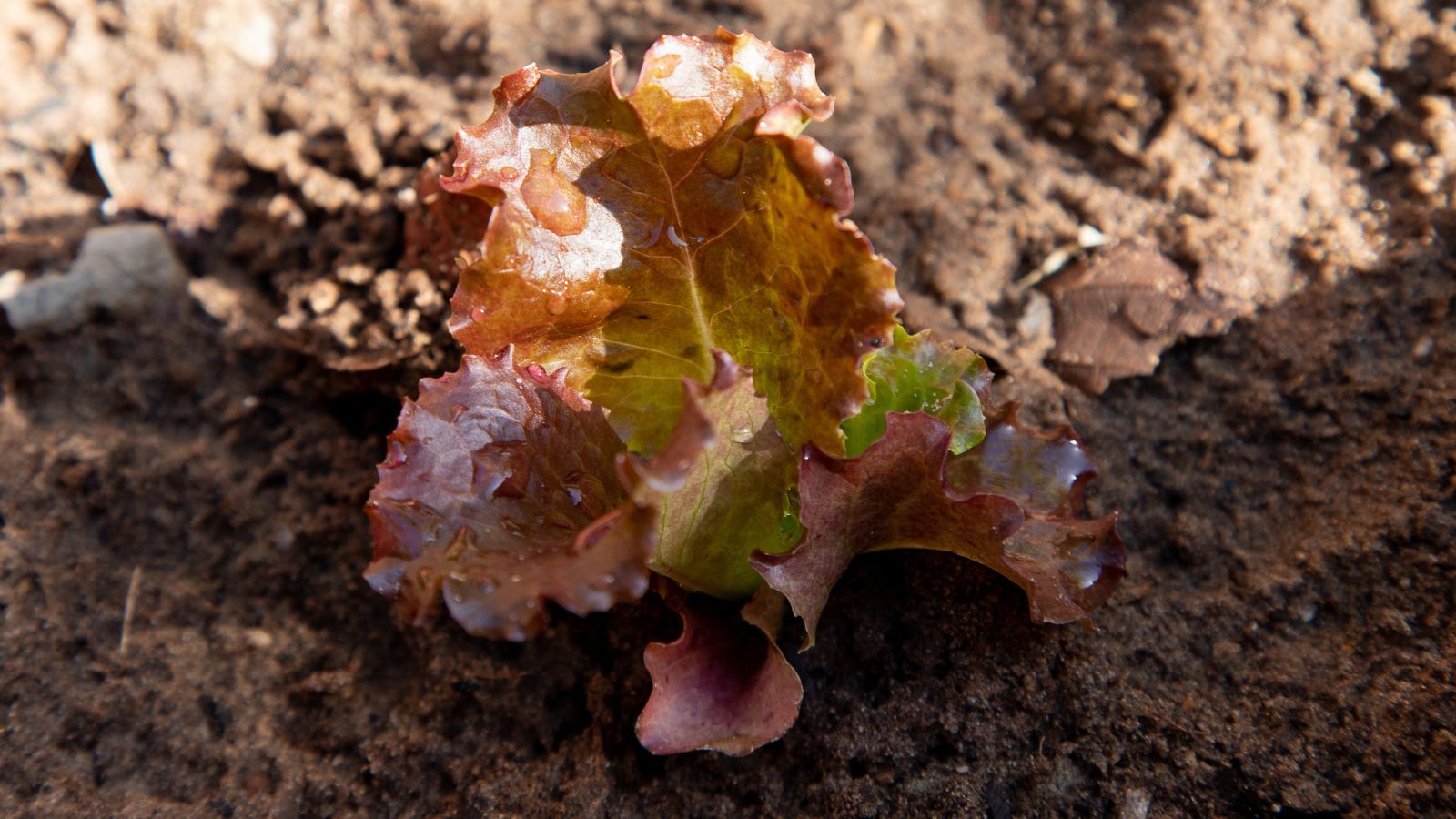 A piece of Truchas Lettuce appearing small and purple with some green parts, planted in loamy soil that appear damp with organic material