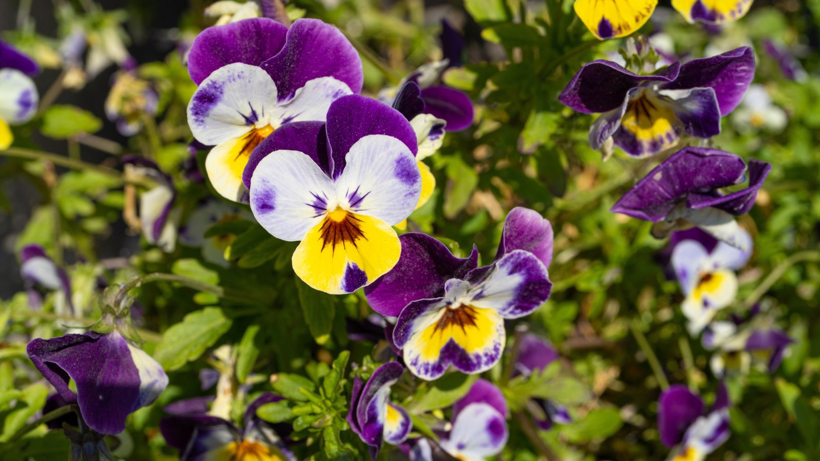 A shot of several Viola 'Johnny-Jump Up' flowers showcasing their tricolor petals and small stature, that is placed in a well lit area outdoors