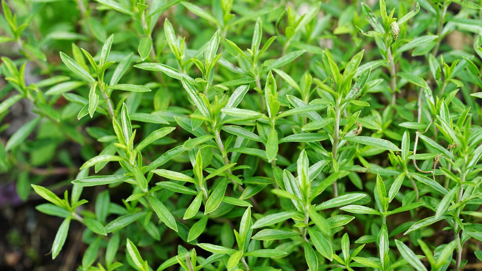 A close-up shot of several growing herbs or the Winter Savory, that is showcasing its appearance that resembles a mix of mint and thyme, all placed in a well lit area outdoors