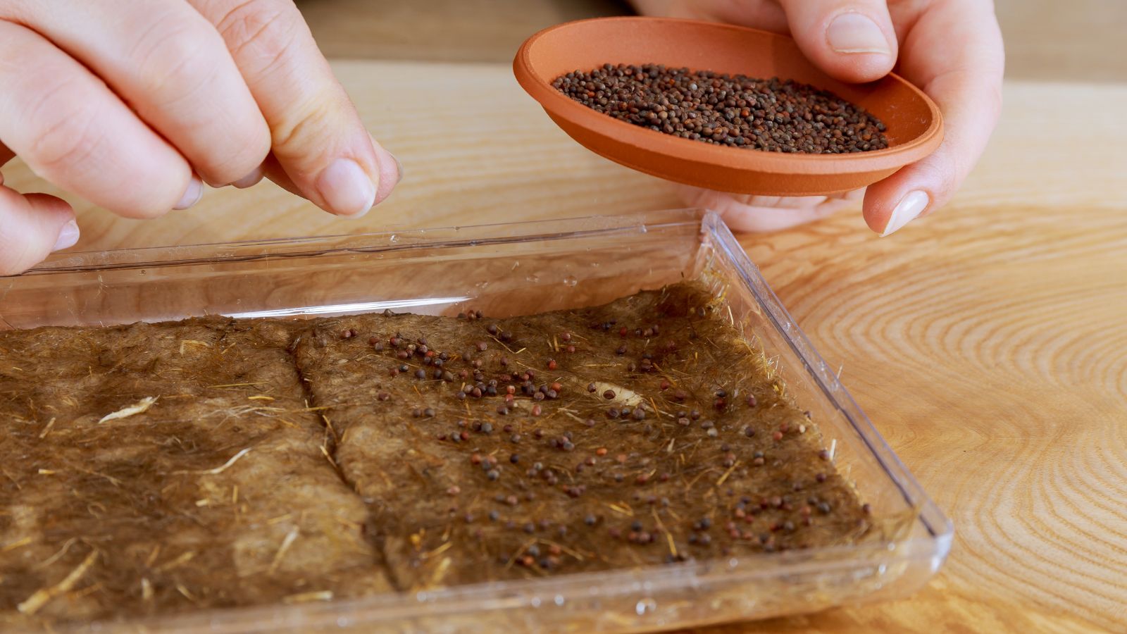 A close-up shot of a person in the process of sprinkling seeds on a shallow container with a moistened medium in a well lit area indoors