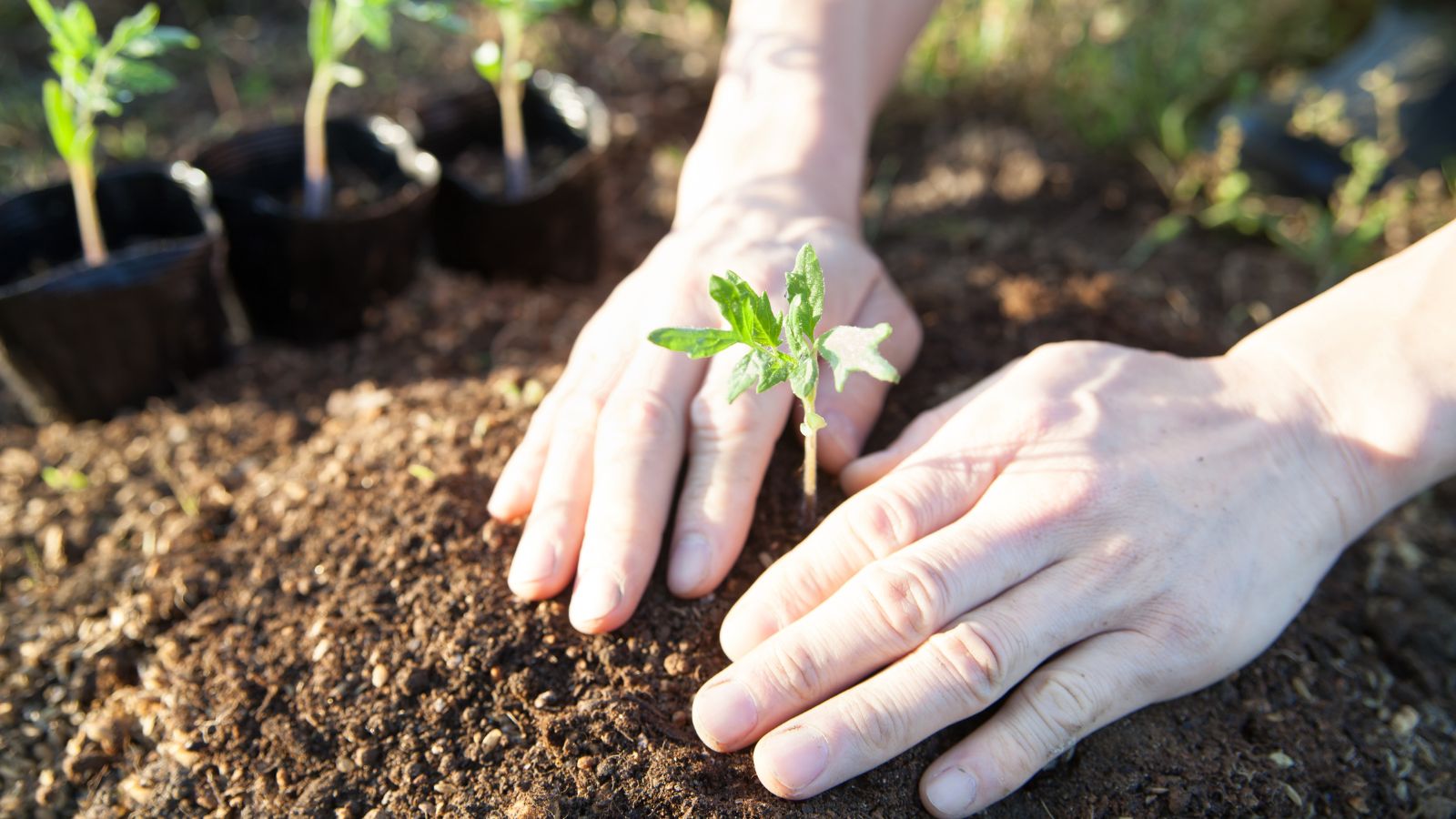 A close-up shot of a person's hand in the process of transplanting developing seedling in rich soil outdoors