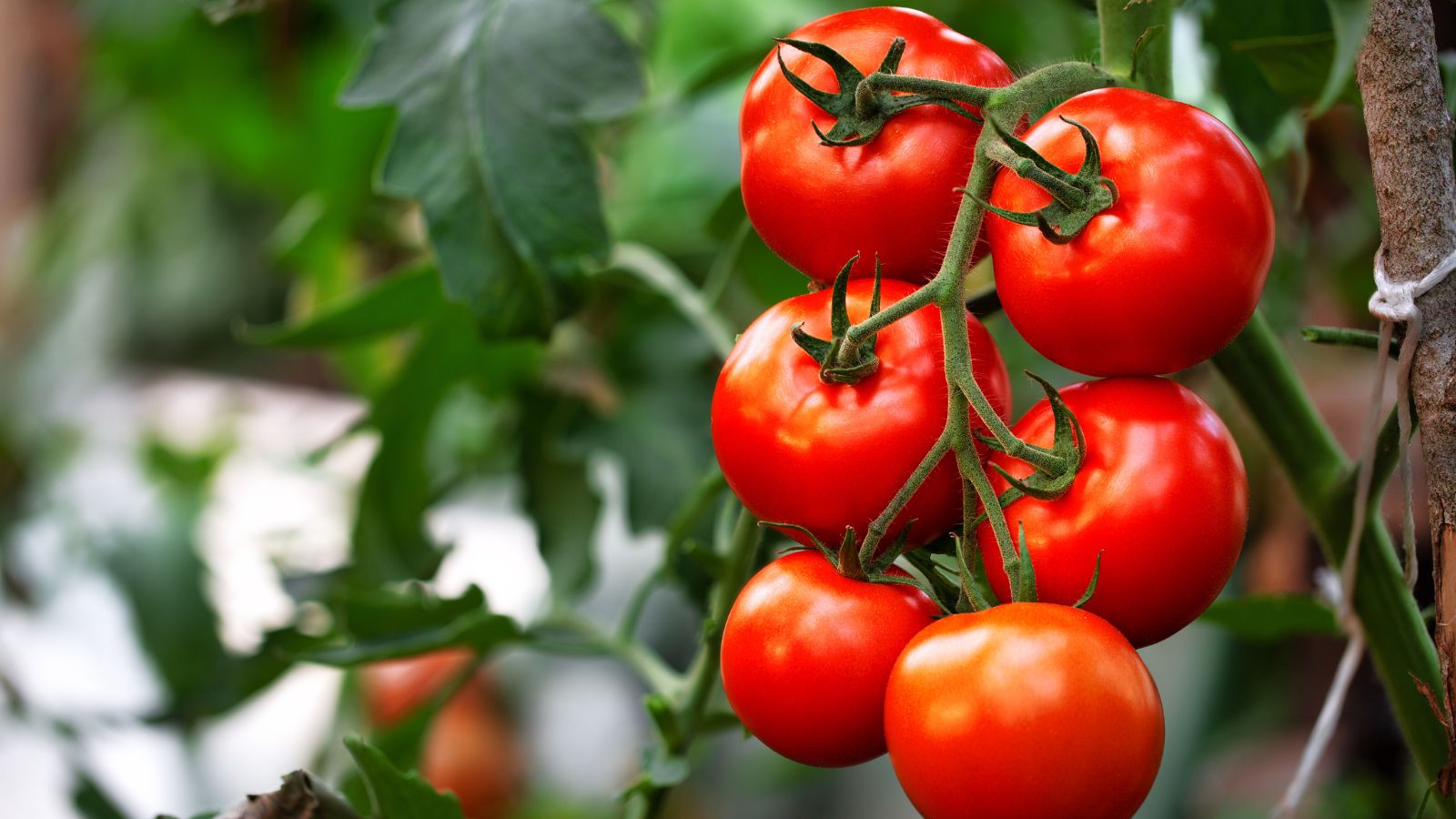 A close-up shot of ripe and fresh red colored fruit crops still attached on its vine alongside its green foliage outdoors