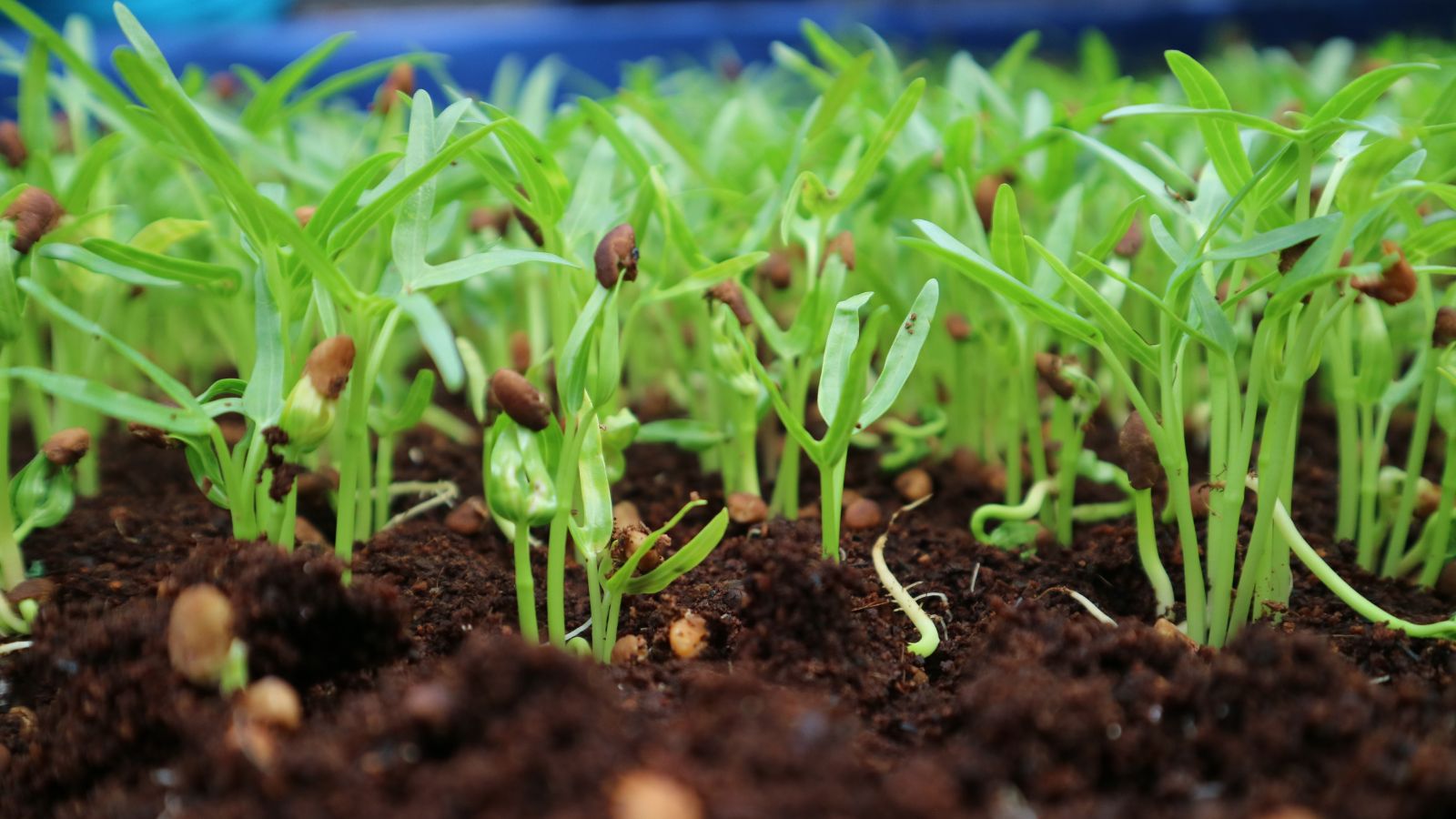 A low-angle shot of sprouts for plants on rich soil in a well lit area outdoors