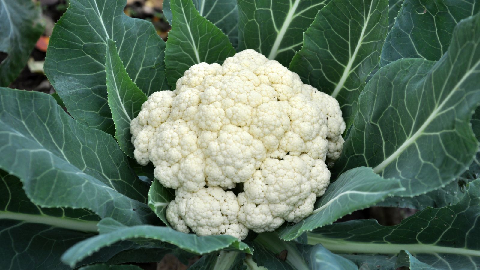 A shot of a developing crop with white florets and its dark green leaves on rich soil in a well lit area outdoors