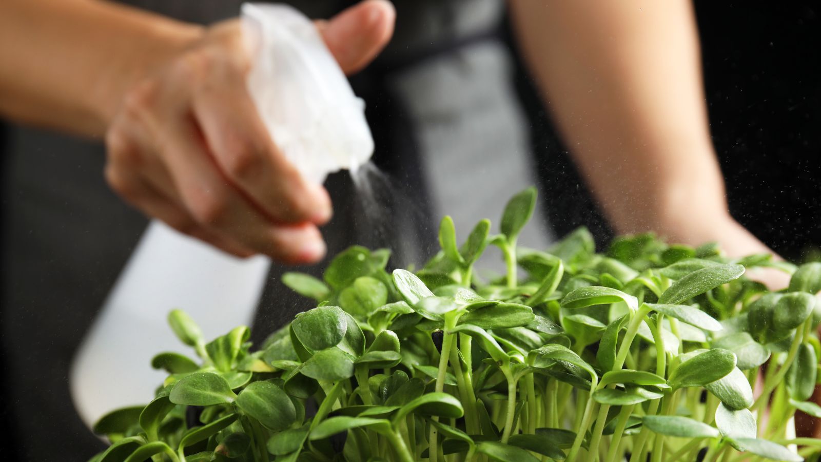 A shot of a person using a spray bottle to water the tops of sprouts in a well lit area