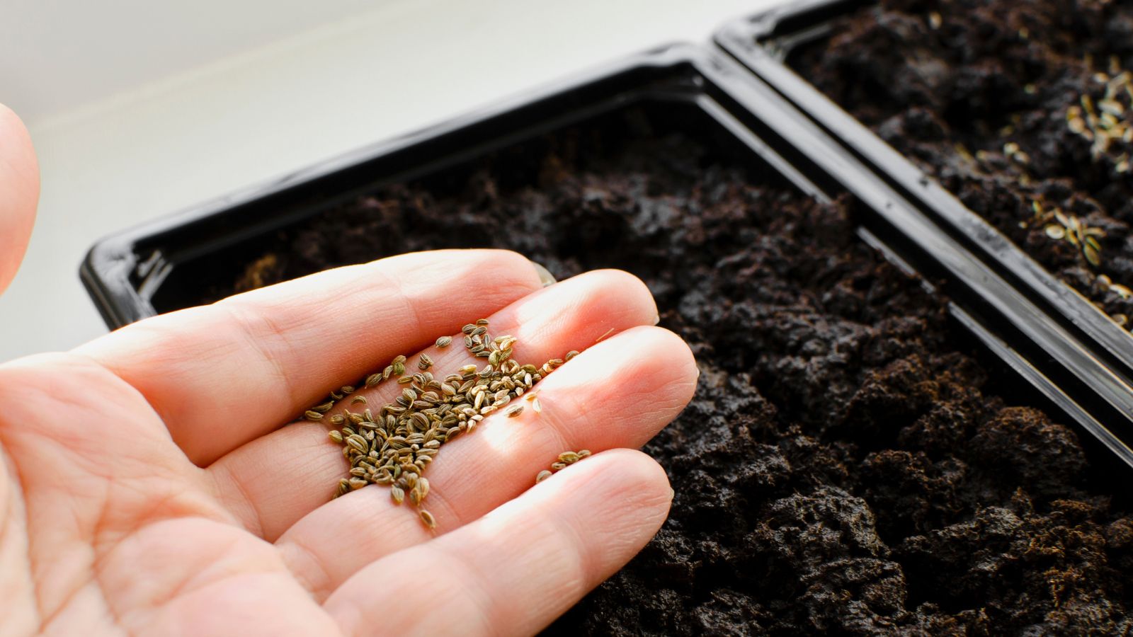 A shot of a person's hand holding a small pile of seeds with a germinating tray filled with soil in the background in a well lit area indoors