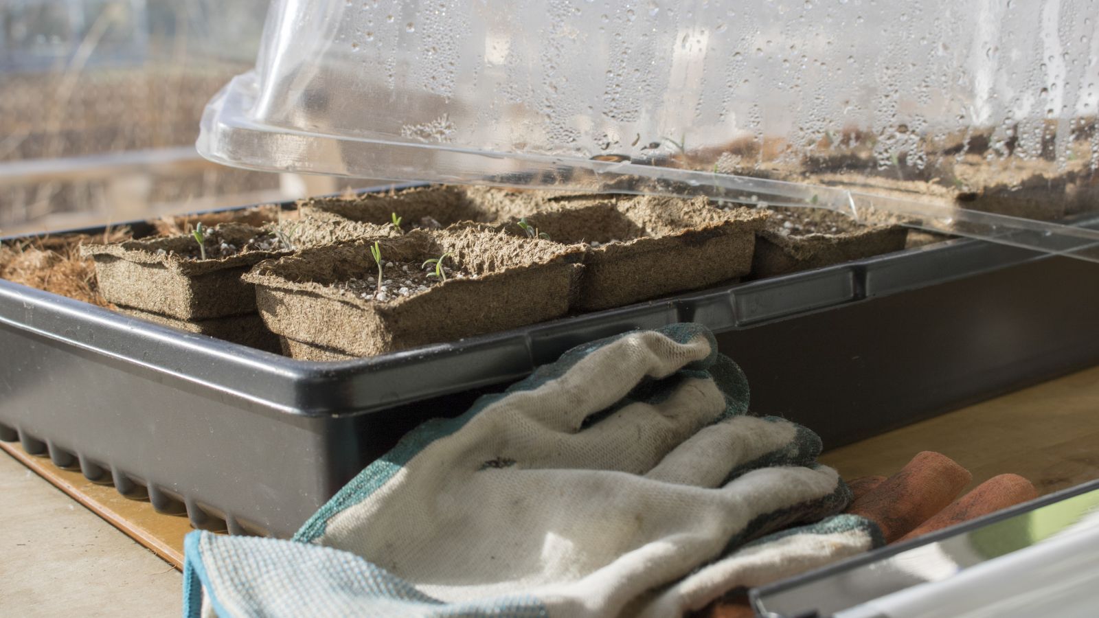 A shot of a seedling tray in the process of being set up with developing plants in a well lit area indoors