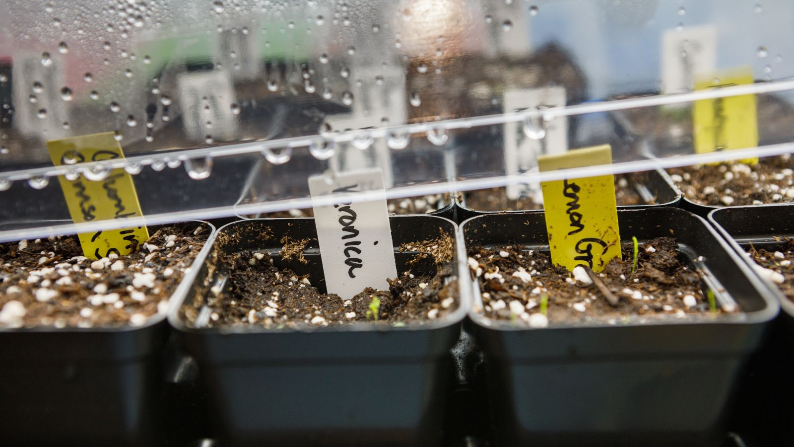 A shot of a seedling tray that is covered to maintain humidity and warmth in a well lit area