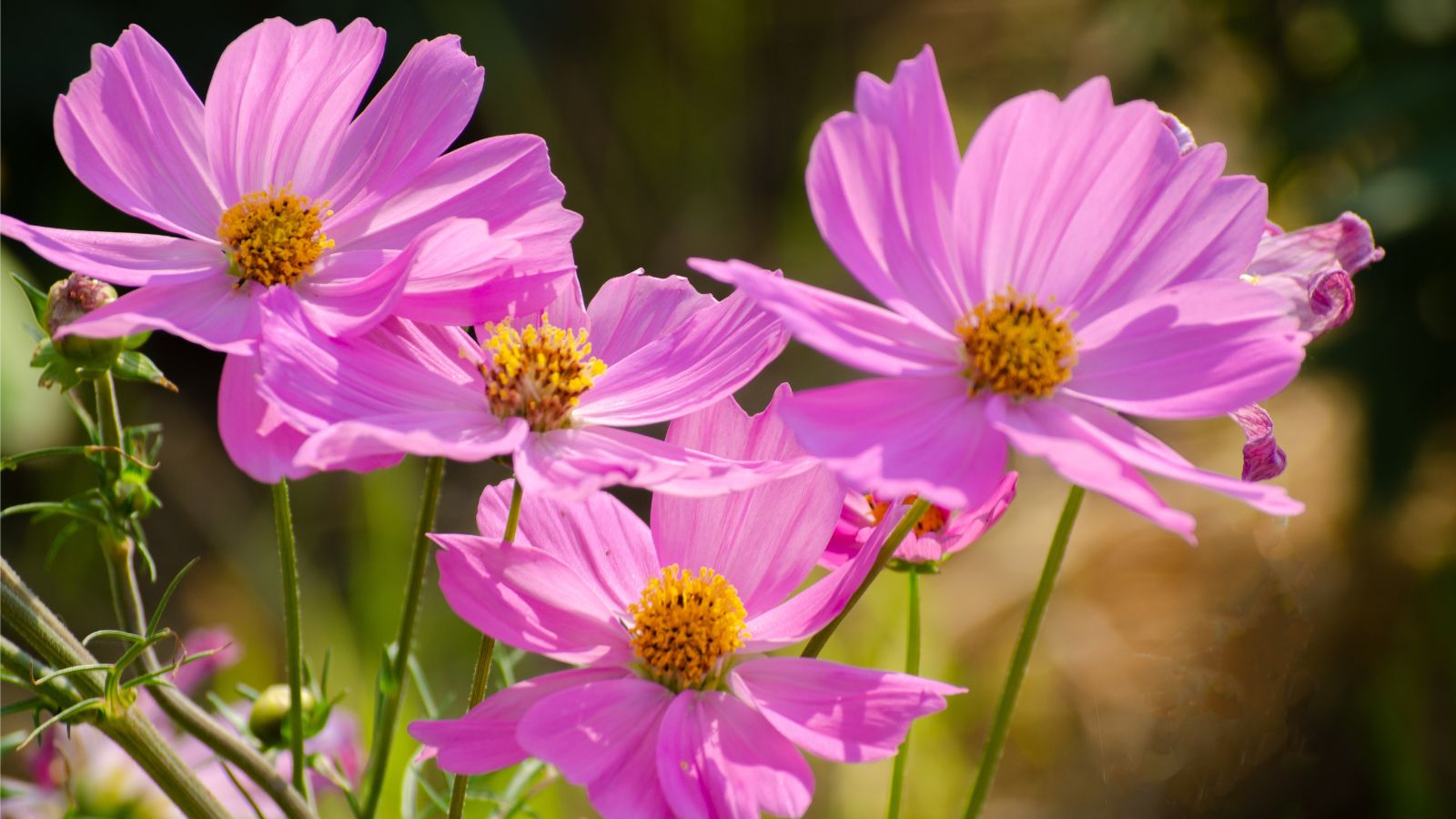 A shot of blooming pink colored flowers in a well lit area outdoors