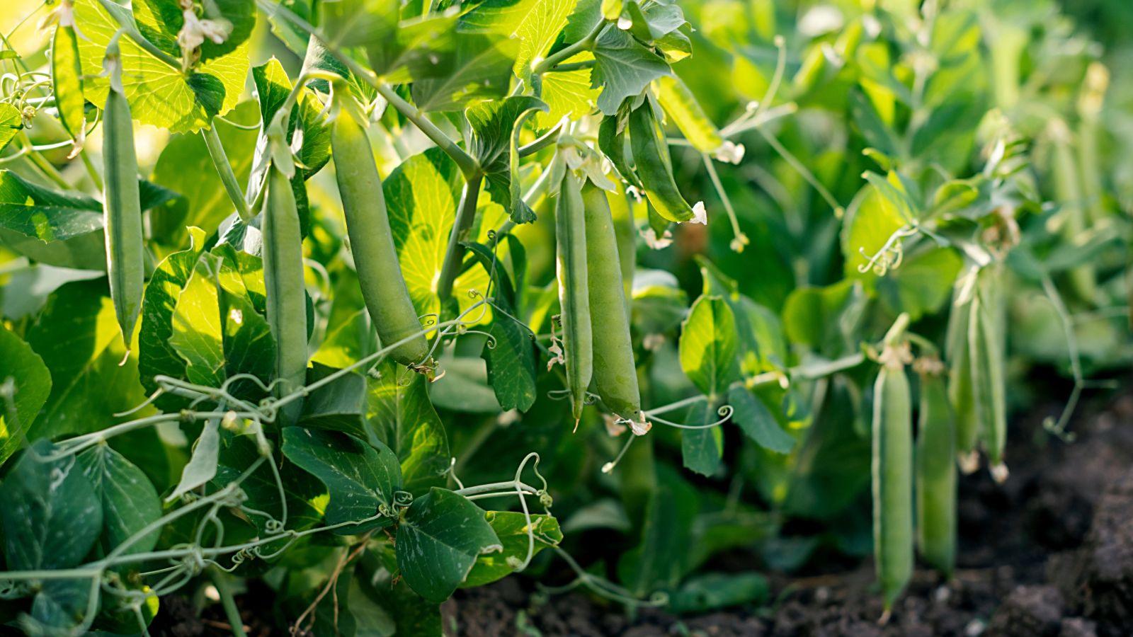 A shot of developing crops and its vines in a well lit area