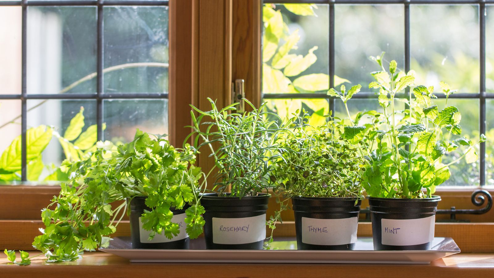 A shot of developing herbs near a window and basking in bright sunlight indoors