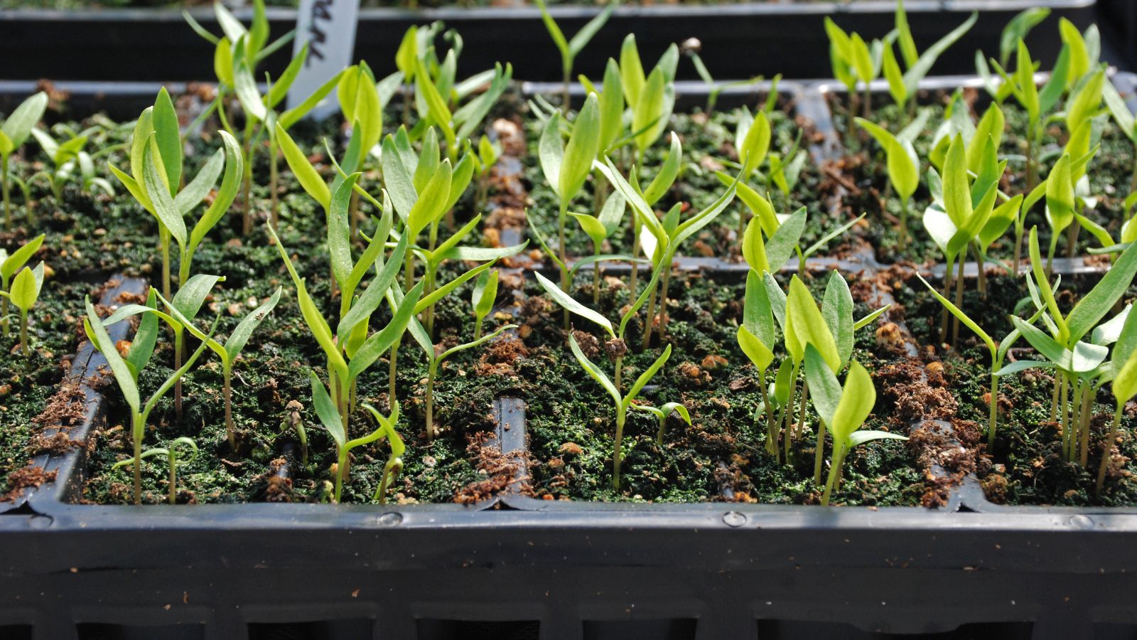 A shot of developing seedlings in a starting tray in a well lit area indoors on top of a warming pad