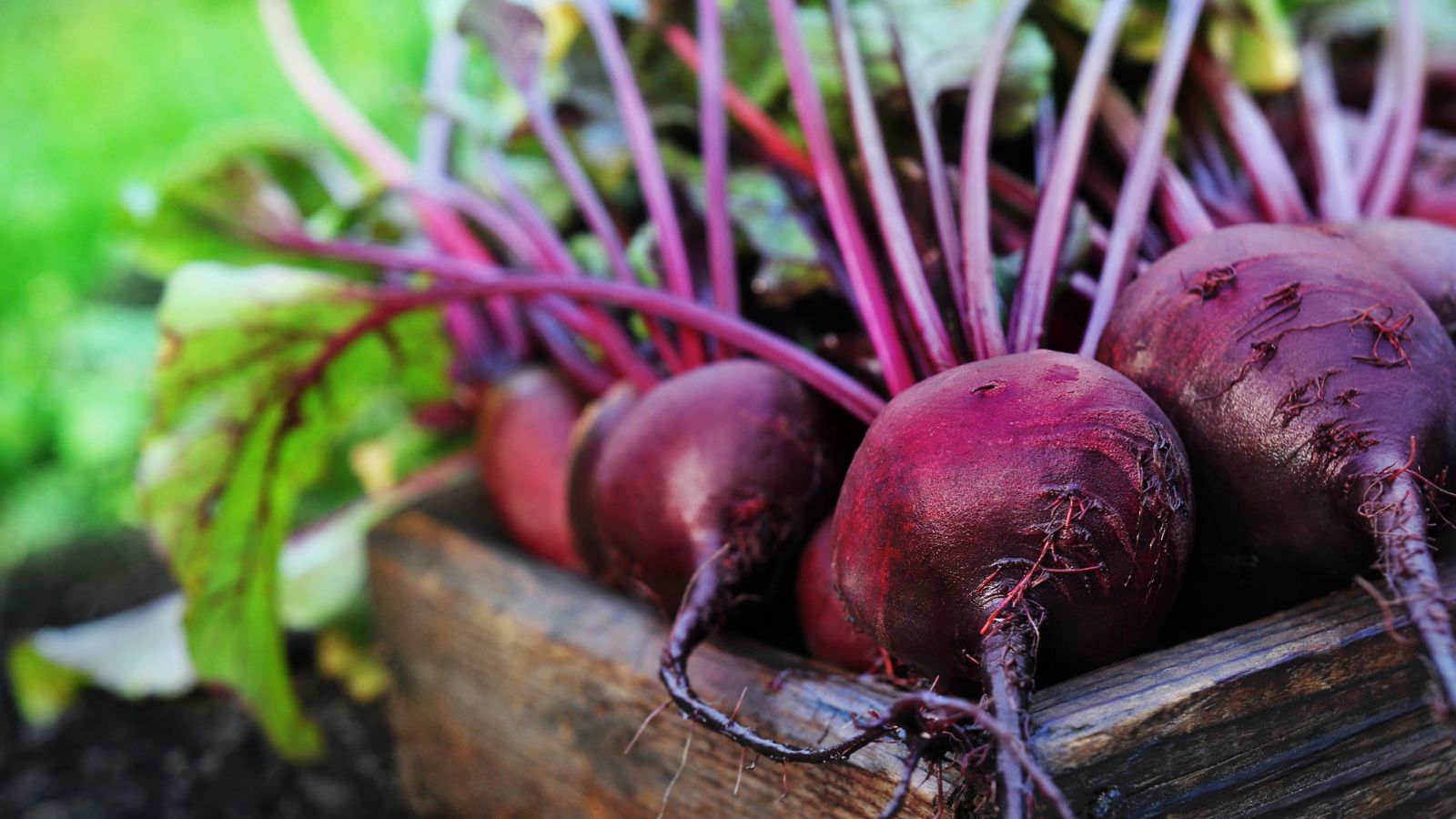 A shot of freshly harvested purple colored root crops placed on a wooden container in a well lit area outdoors