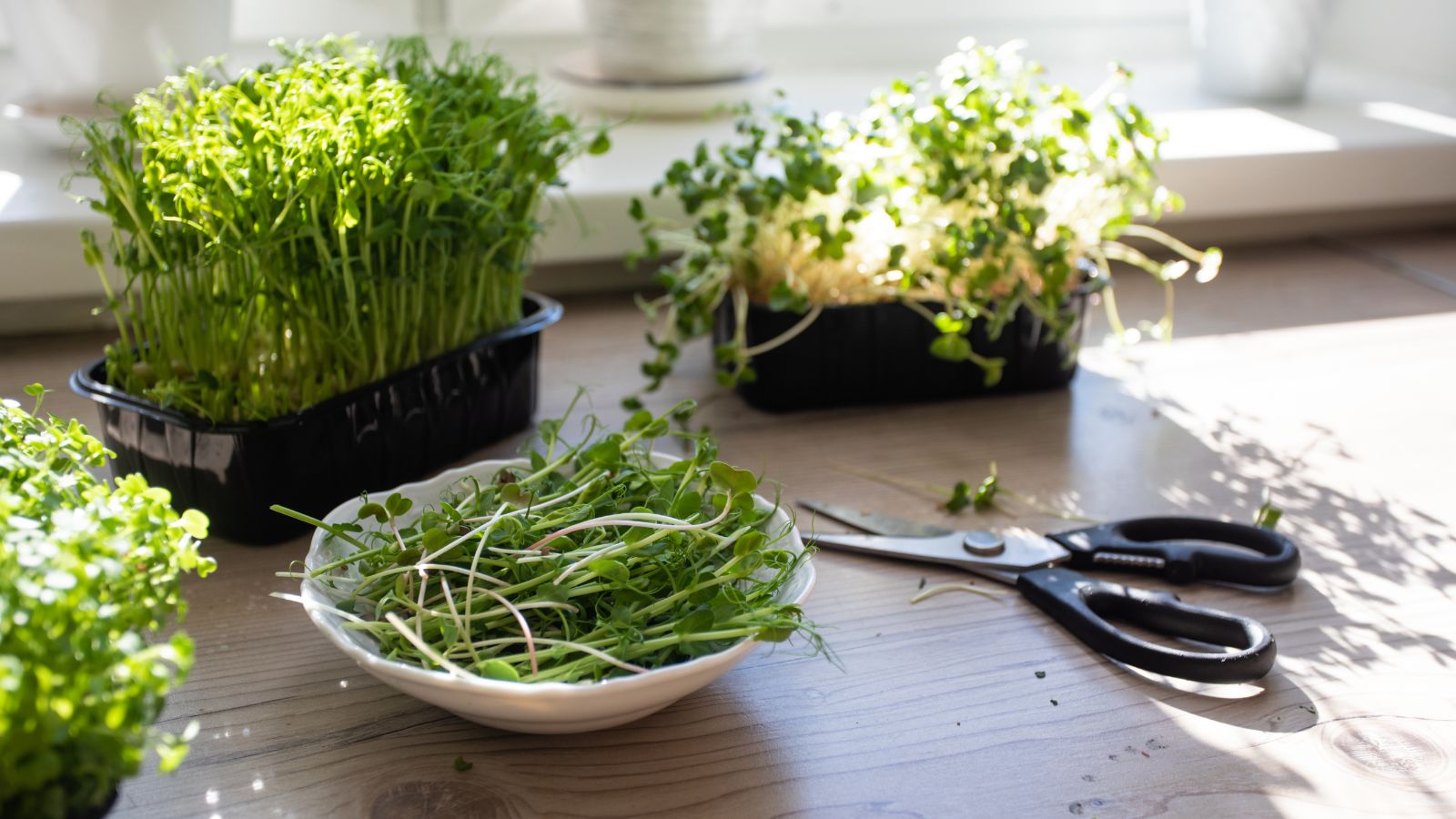 A shot of several containers of sprouts and freshly harvested sprouts, all placed on top of a wooden surface in a well lit area indoors