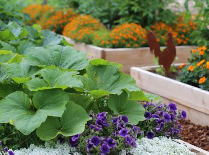 A shot of several developing crops and flowers that showcases what seeds plant February