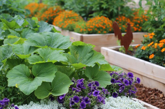 A shot of several developing crops and flowers that showcases what seeds plant February