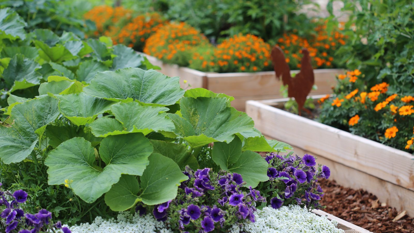 A shot of several developing crops and flowers that showcases what seeds plant February