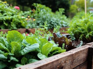 A shot of several developing crops on a container that showcases what vegetables plant February