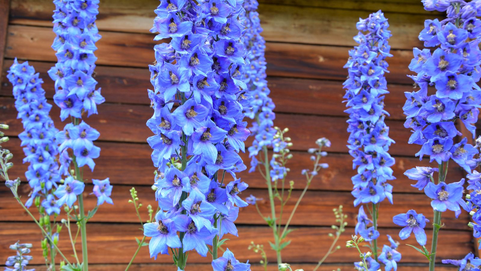 A shot of several growing blue flowers in a well lit area with a wooden fence in the background