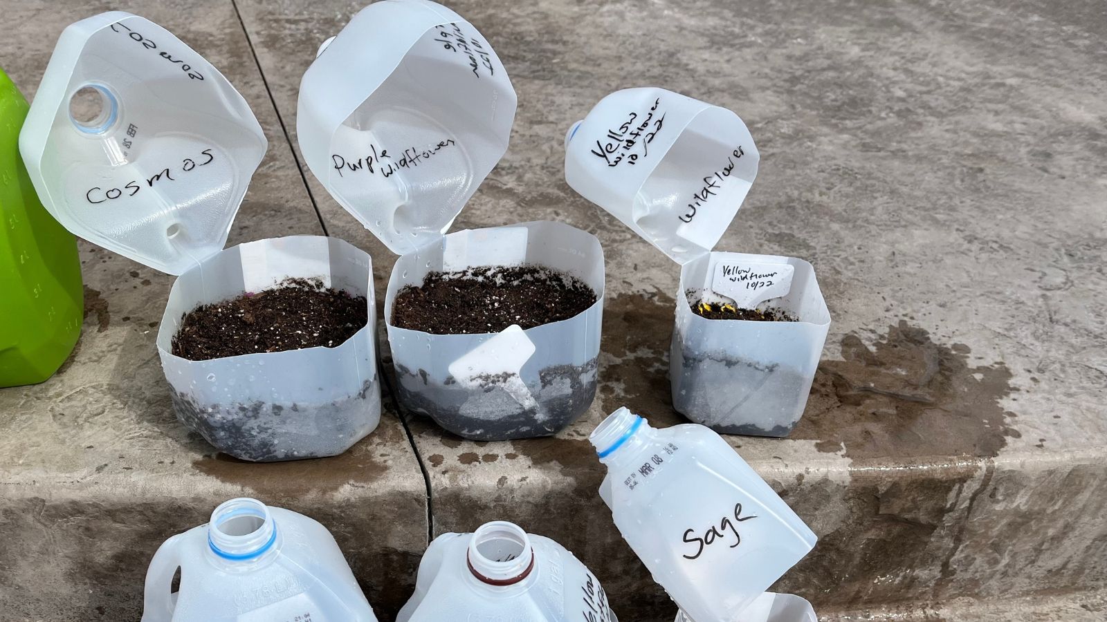 A shot of several milk jug cut in half and is filled with soil in a well lit area outdoors