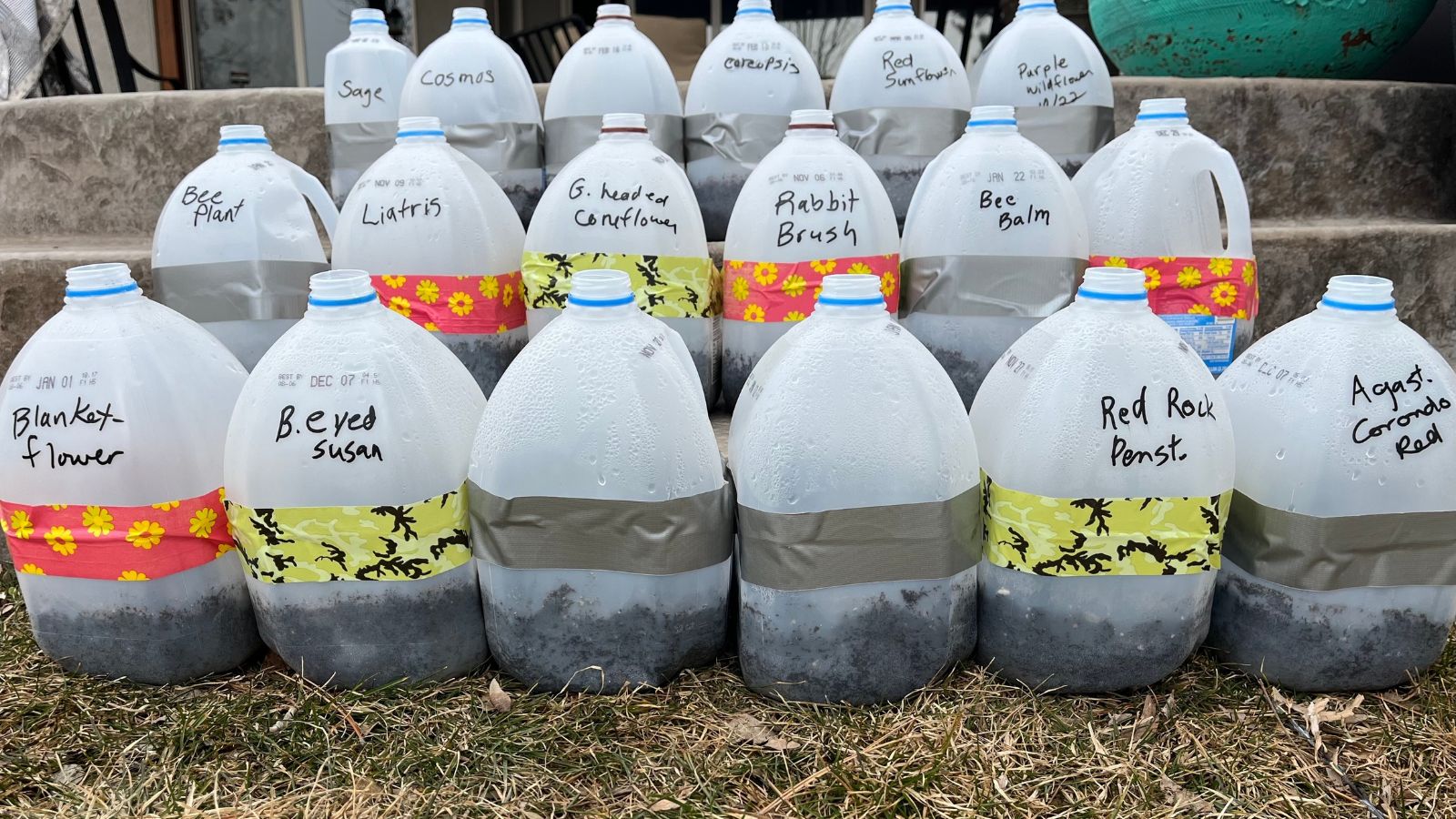 A shot of several milk jug filled with seeds and soil in a well lit area outdoors