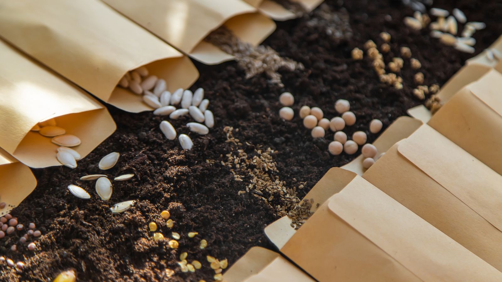 A shot of several open brown colored seed packets, with the seeds scattered on soil ground in a well lit area