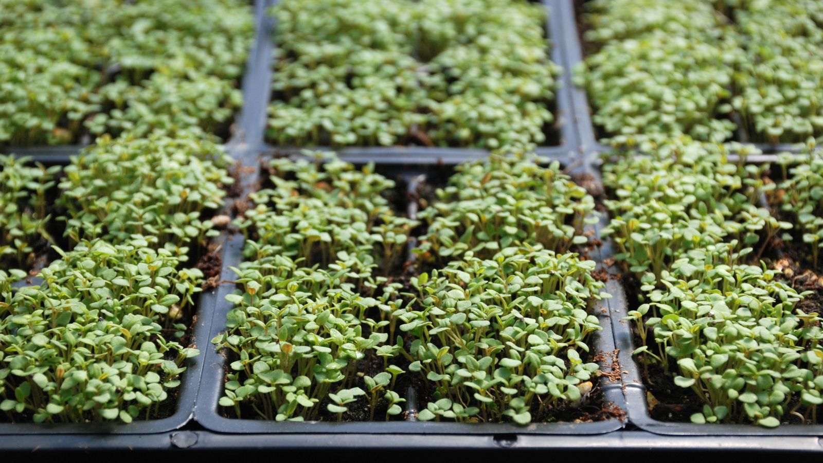 A shot of several seedling trays with developing plants on a warming pad in a well lit area