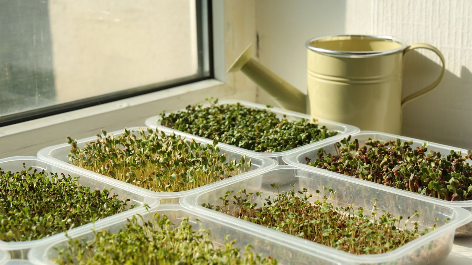 A shot of several trays of developing sprouts near a window basking in bright sunlight