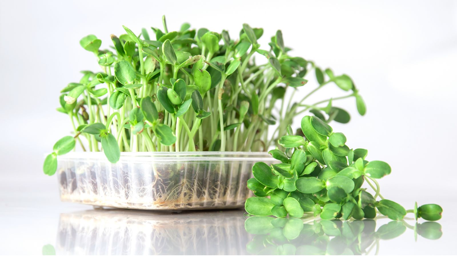 An isolated shot of a vegetable sprout that is placed in a small container with a small pile of sprouts on the surface in a well lit area