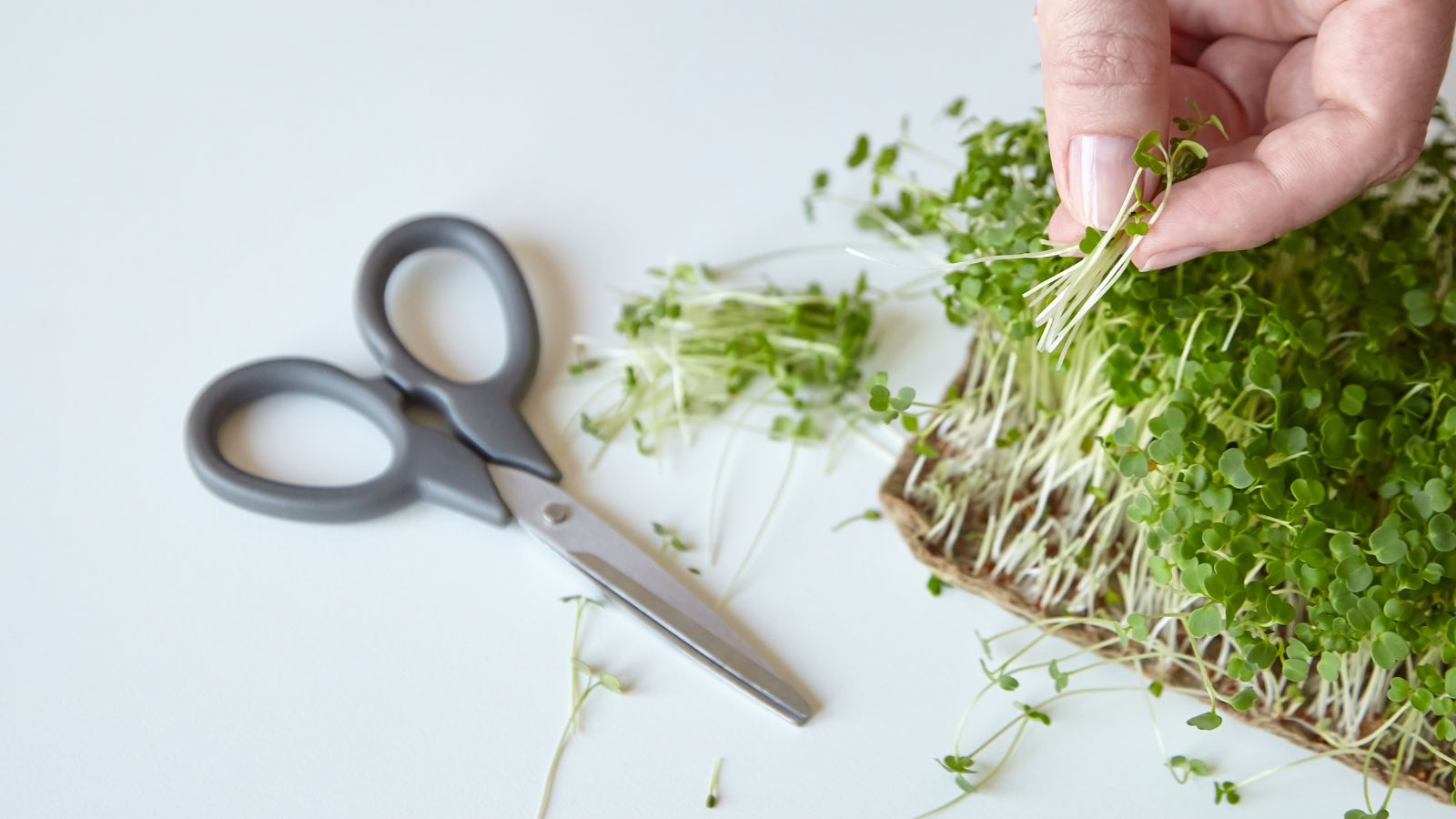 An overhead shot of a person holding sprouts alongside clean scissors