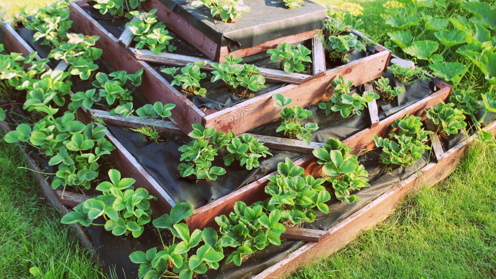 An overhead shot of a raised bed with developing crops in a well lit area outdoors