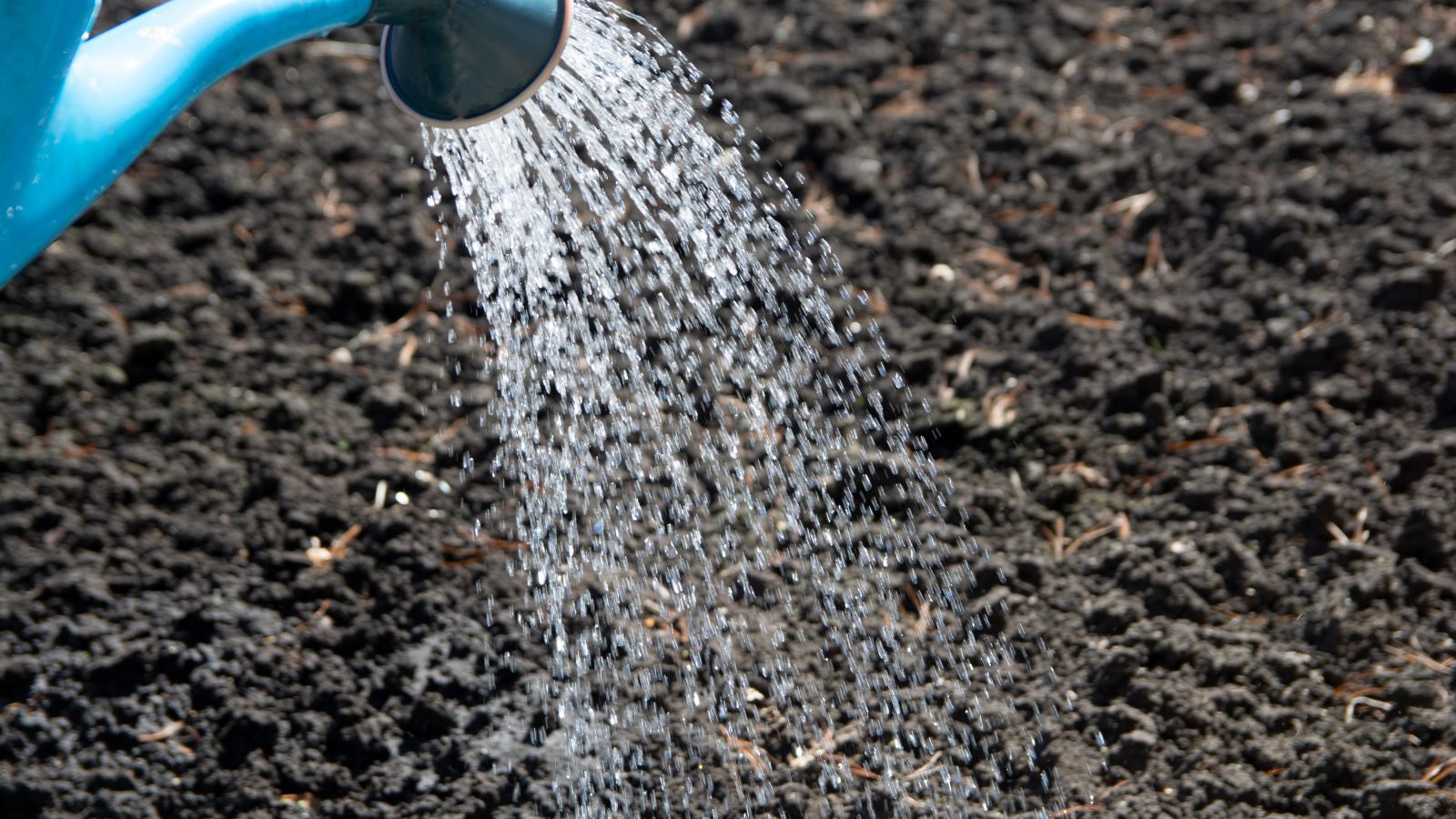 An overhead shot of a blue-colored watering can pouring water on rich soil in a well lit area outdoors