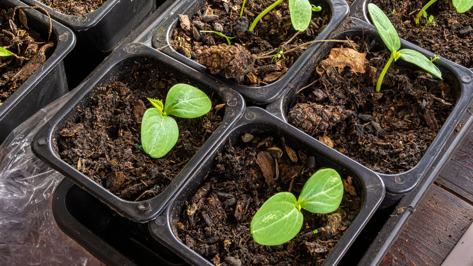 An overhead shot of developing seedlings on a tray in a well lit area