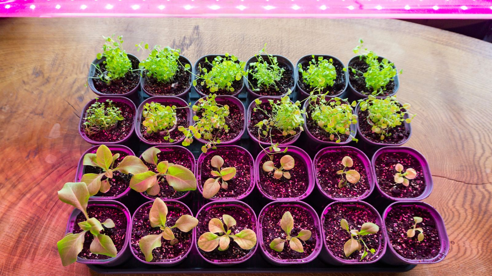 An overhead shot of flower seedlings alongside other growing seedlings under grow lights